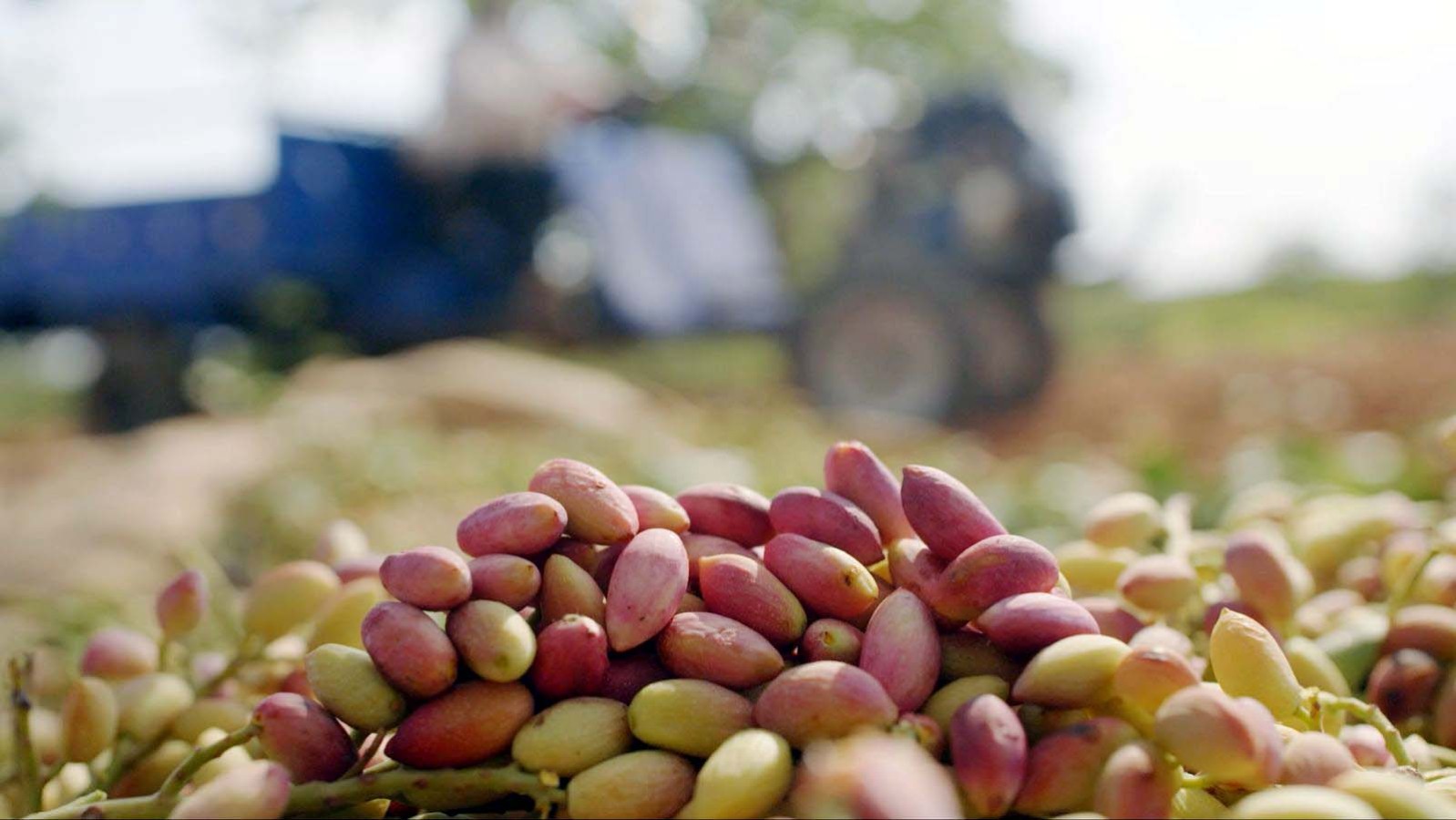 Tiryaki Agro, fıstık tesisinin kapasitesini iki katından fazla artırıyor;