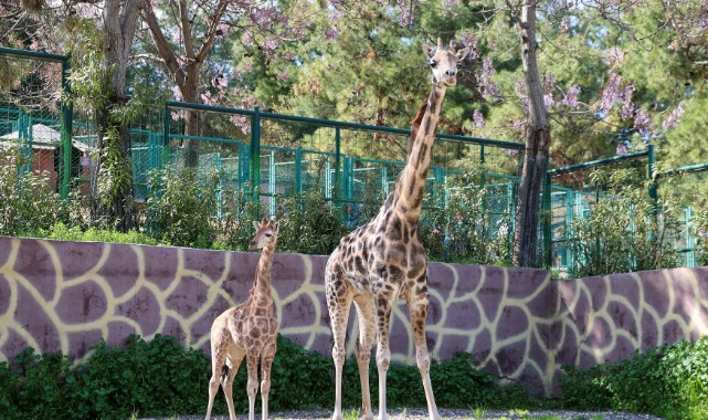 Türkiye'de doğan ilk zürafa yavrusu Gaziantep'te