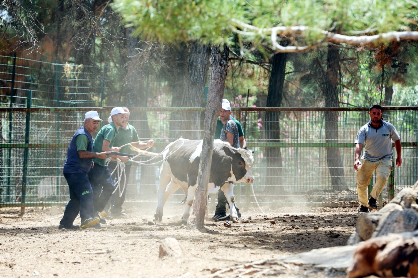 Kurban yakalama timi bayrama hazır;