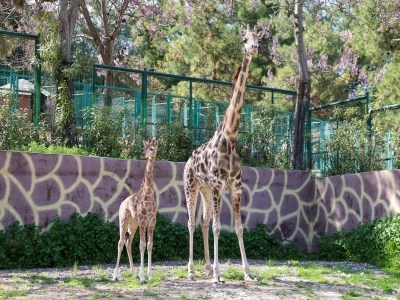 Türkiye'de doğan ilk zürafa yavrusu Gaziantep'te